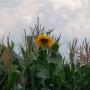 Met een verdwaalde zonnebloem
