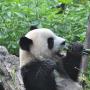 Luieren en bamboe eten zijn het favoriete tijdverdrijf van de panda