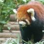 Naast de reuzepanda is ook de kleine rode panda in het park te zien