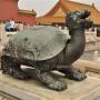 Draken schildpad