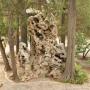Bomen en vreemde rotsen in de Qianlong tuin
