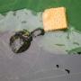 Schildpad die een koekje probeert te pakken
