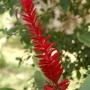 Fraaie plant