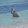 Pelikanen in de zee bij Varadero