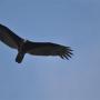 Roodkopgier boven de vallei