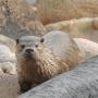 Otter op het kiezelstrand bij Westerwick