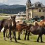 Loslopende paarden op de pas