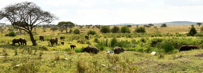 Kudde olifanten op de Serengeti