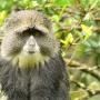 Diadeemmeerkat