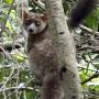 Dikstaartgalago, ook wel bush baby genoemd