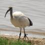 Heilige ibis