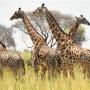 Kudde giraffen