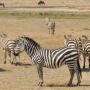 Zebra's en op de achtergrond een paar gnoes