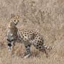 Serval