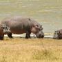 Nijlpaarden aan de over van het Magadi meer