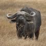Kaapse buffel