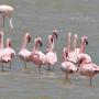 Flamingo's in het Magadi meer