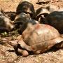 Een aantal van de vele Aldabra reuzenschildpadden