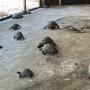 Ruimte met nog jonge schildpadden