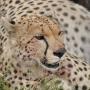 Cheeta