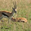 Thomsongazelles