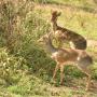 Kirk's dik-diks