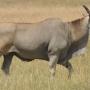 Elandantilope