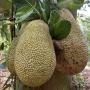 Nangka of jackfruit