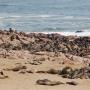 Duizenden zeehonden bij Cape Cross