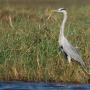 Blauwe reiger