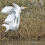 Grote zilverreiger