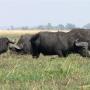 Kaapse buffels