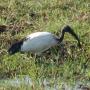 Heilige ibis