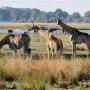 Giraffes en olifanten bij de Chobe rivier