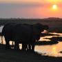 Olifanten bij zonsondergang