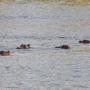 Nijlpaarden in de rivier