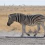 Steppezebra