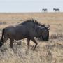 Wildebeest