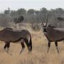 Twee oryxen of spiesbokken met op de achtergrond een paar struisvogels