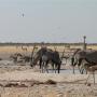 Giraffes, oryxen, springbokken en zebra's bij een waterplas