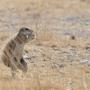 Naast grote dieren zijn er ook veel kleinere dieren zoals deze grondeekhoorn