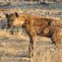Gevlekte hyena