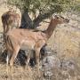 Impala's