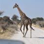 Overstekend wild