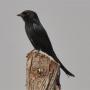 Treurdrongo