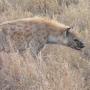 Gevlekte hyena