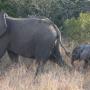 Moederolifant met jong