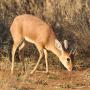 Steenbok