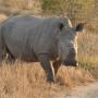 Neushoorn