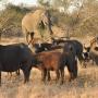 Kaapse buffels, deze behoren tot één van de gevaarlijkste dieren, ze kunnen zonder waarschuwing aanvallen en een mens doden